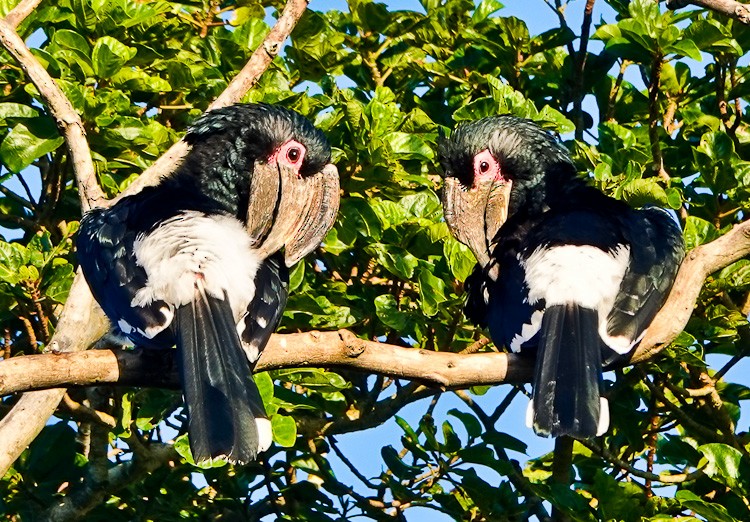 Trumpeter Hornbill - Arden Anderson