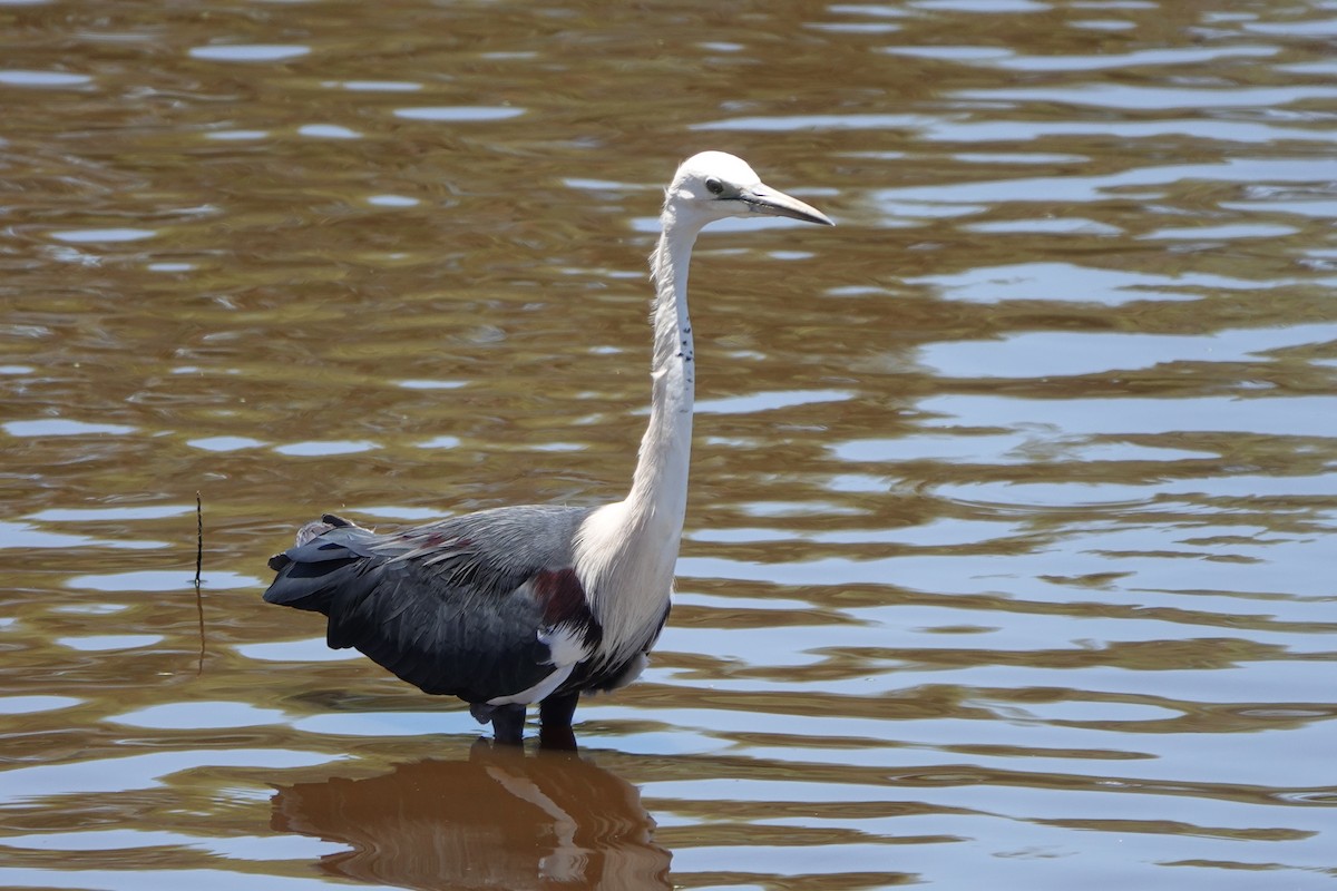 Pacific Heron - ML612583742