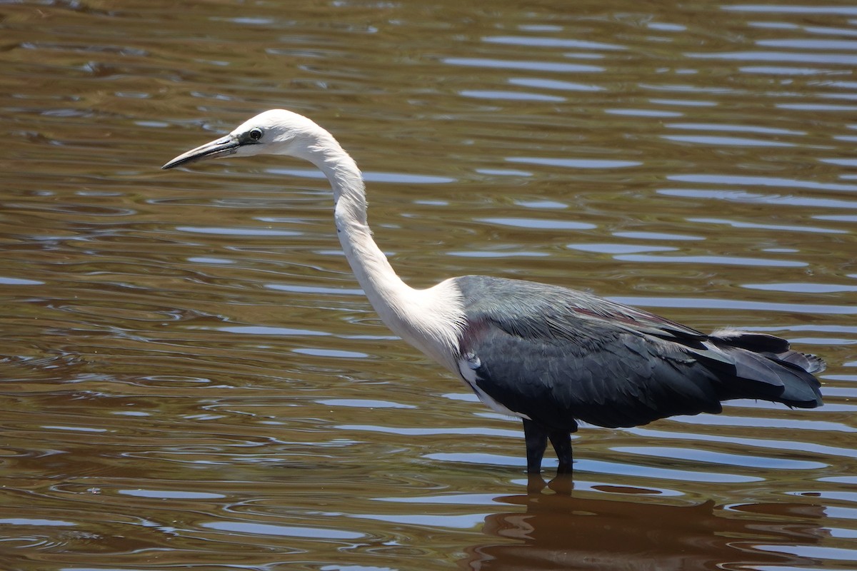 Pacific Heron - ML612583743