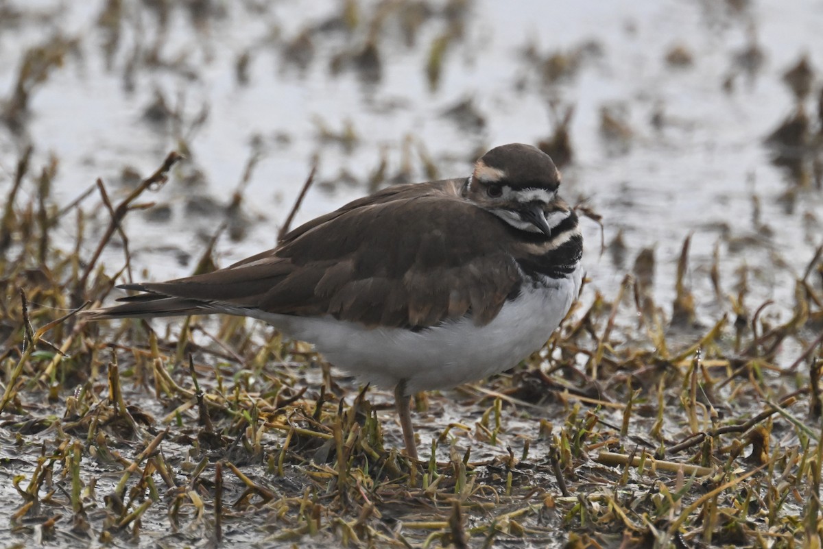 Killdeer - ML612583804