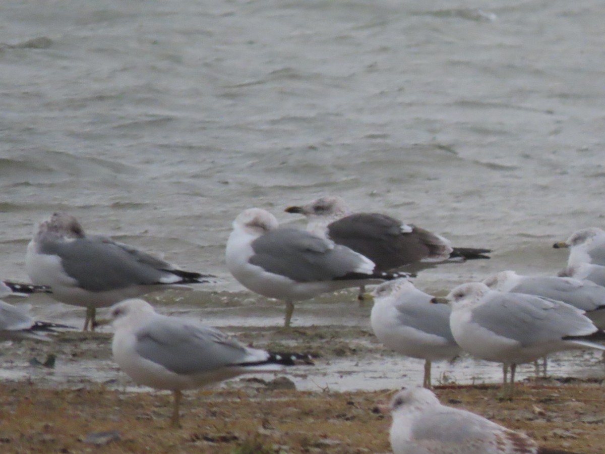 Lesser Black-backed Gull - Suzi Holt