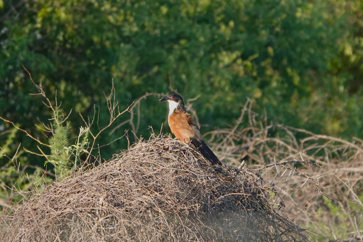 White-browed Coucal - ML612583961