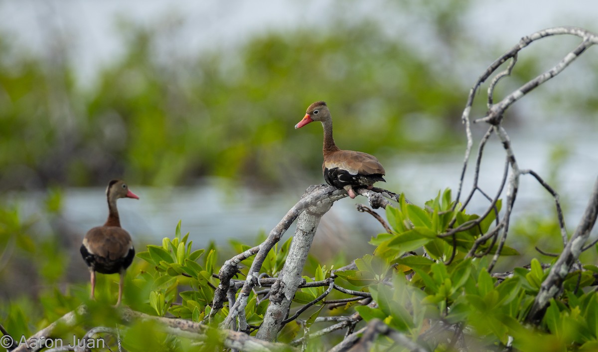 Black-bellied Whistling-Duck - ML612584021