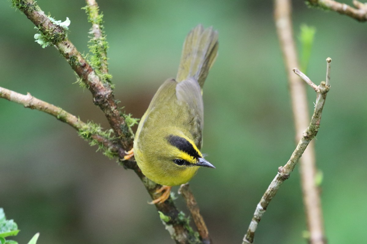 Black-crested Warbler - ML612584052