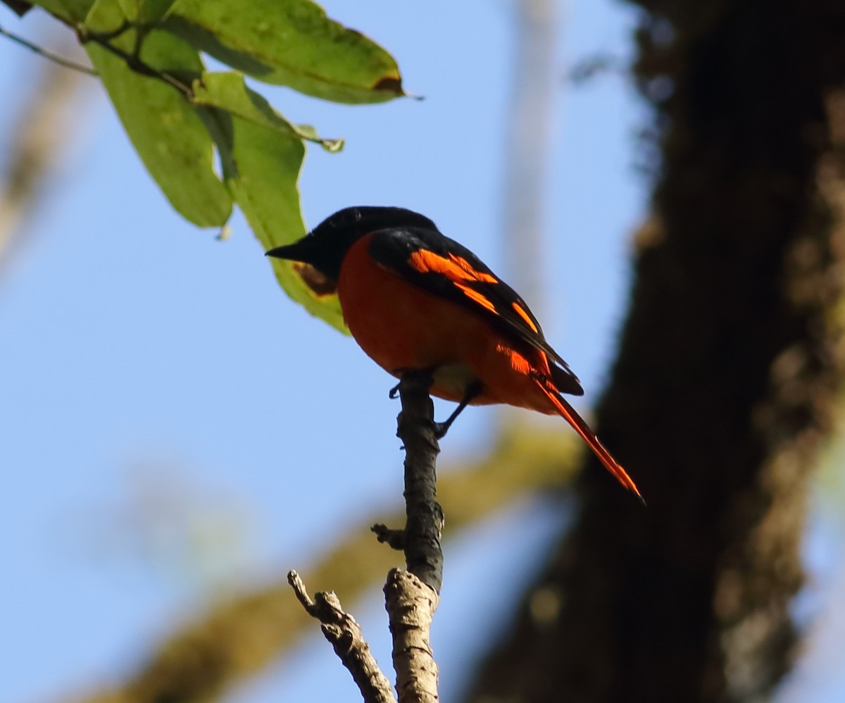 Orange Minivet - ML612584076