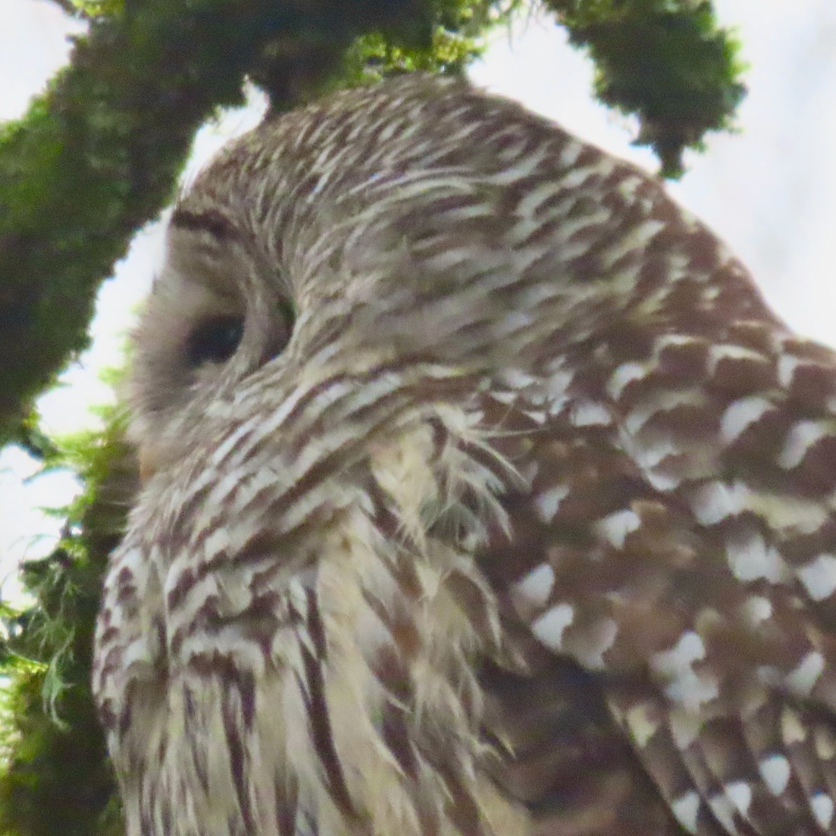 Barred Owl - Leslie Schweitzer