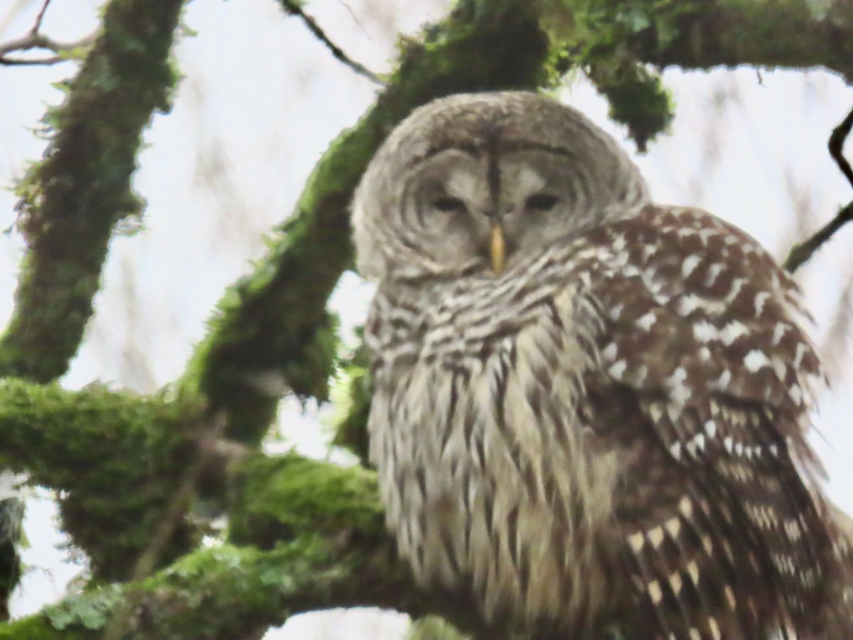 Barred Owl - Leslie Schweitzer