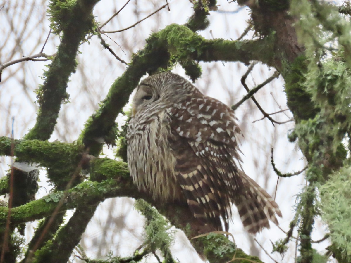 Barred Owl - Leslie Schweitzer