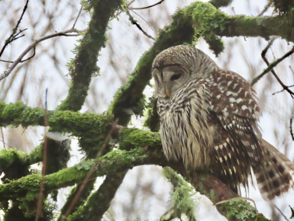 Barred Owl - Leslie Schweitzer