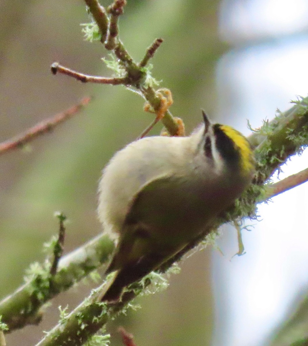 Golden-crowned Kinglet - ML612584168