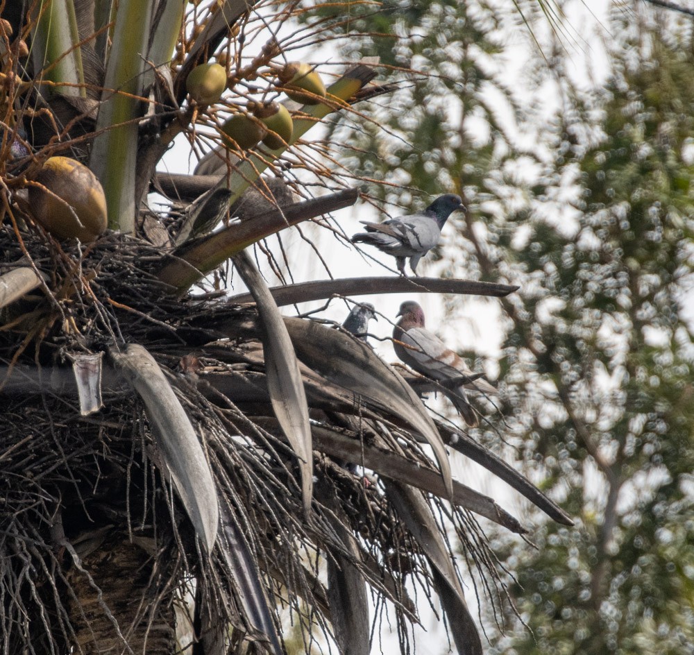 Rock Pigeon (Feral Pigeon) - ML612584318