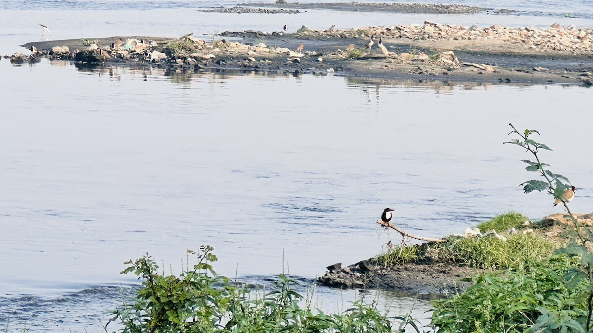 Common Kingfisher - ML612584424