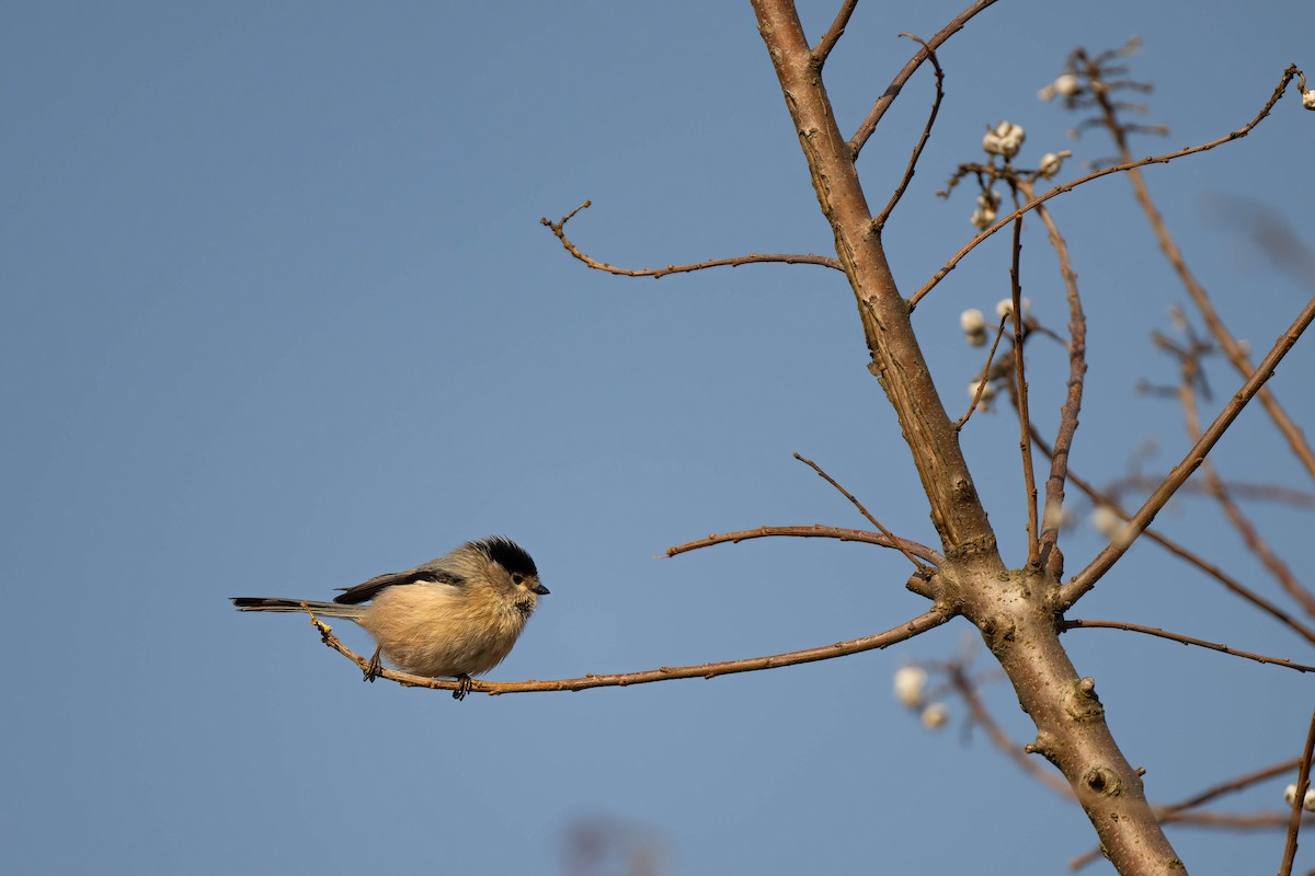 Silver-throated Tit - ML612584434
