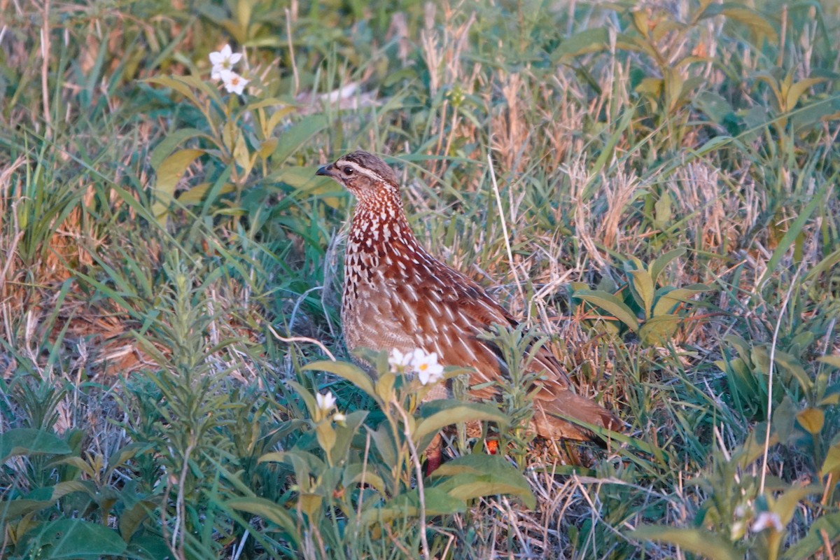 Crested Francolin - ML612584512