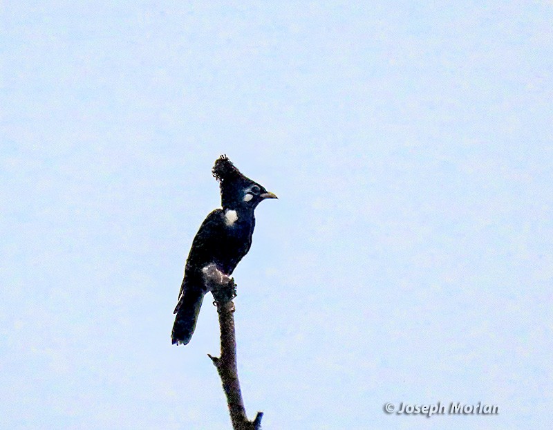 Long-crested Myna - Joseph Morlan