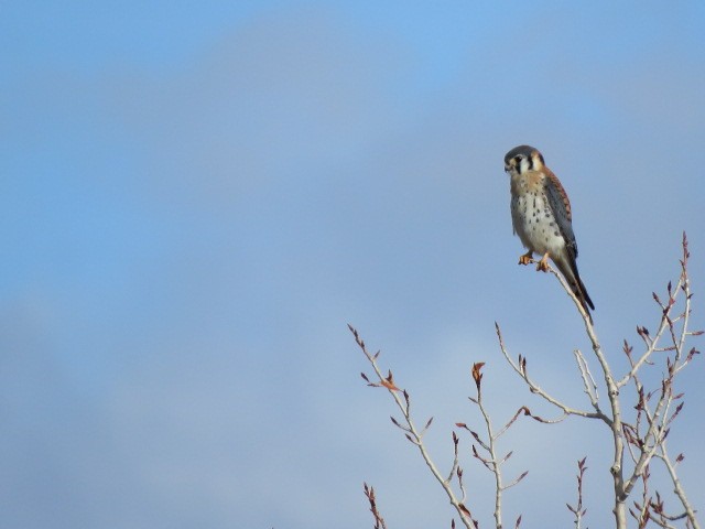 American Kestrel - ML612584670