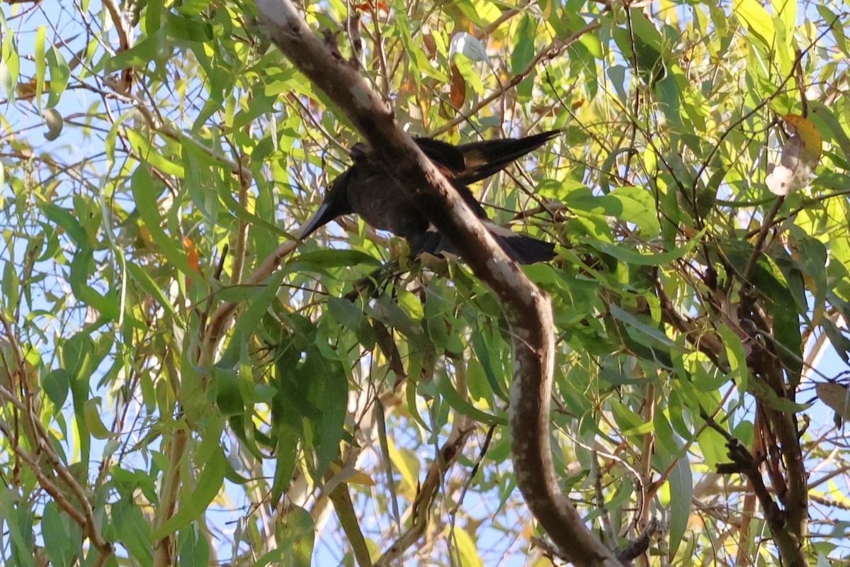 Pied Currawong - ML612584689