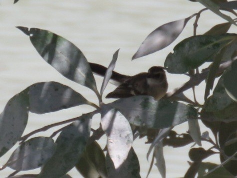 Rhipidure des mangroves - ML612584714