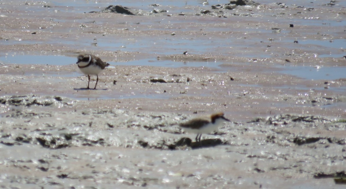Common Ringed Plover - ML612584723