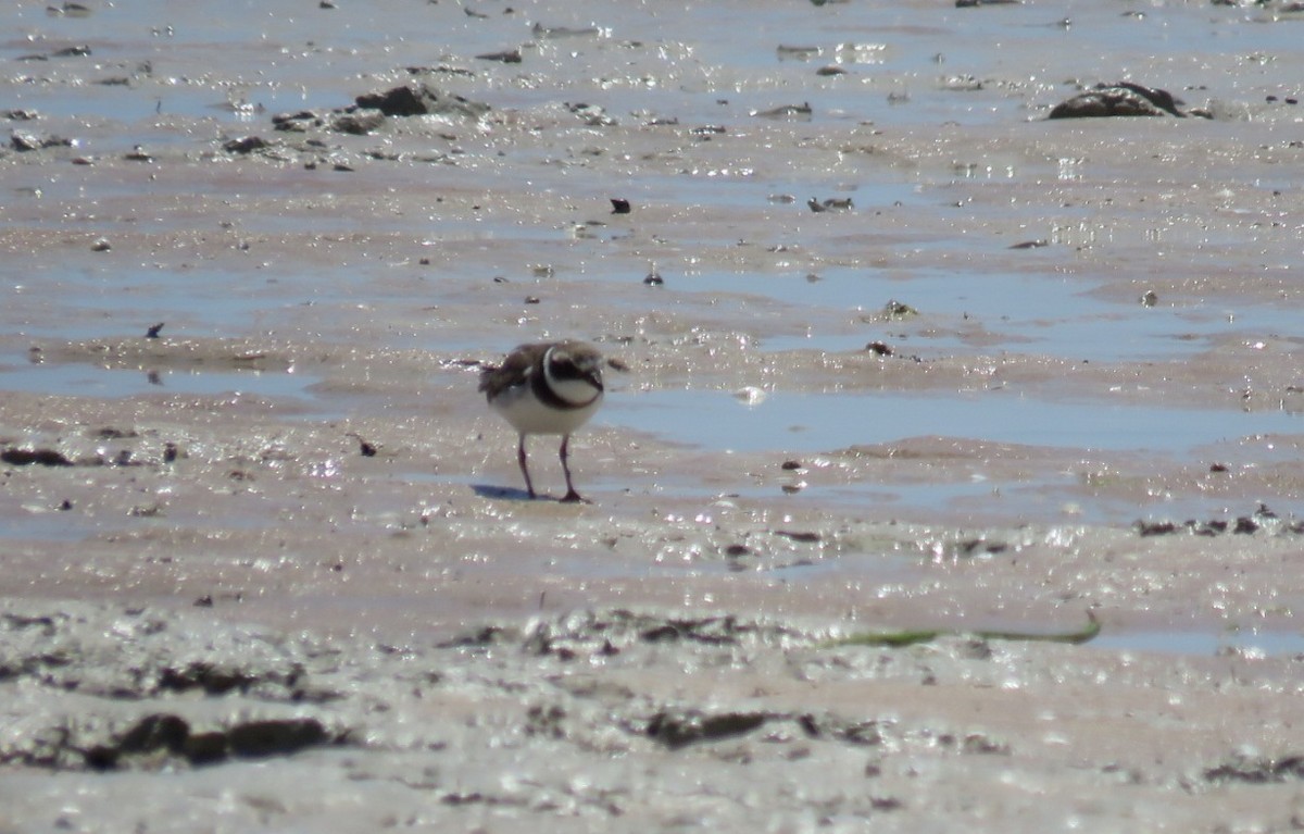 Common Ringed Plover - ML612584724