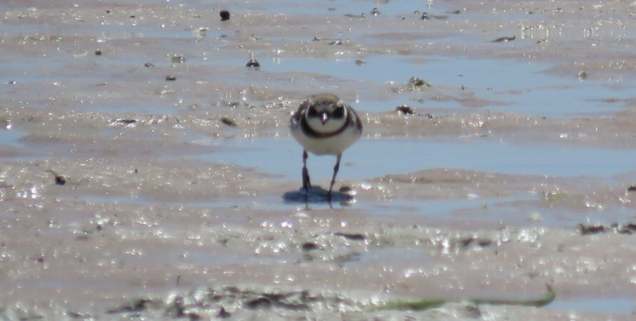 Common Ringed Plover - ML612584727