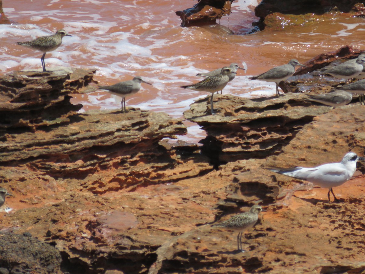 Pacific Golden-Plover - ML612584767