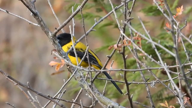 Audubon's Oriole - ML612584816