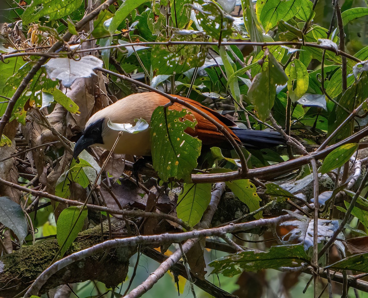 Black-faced Coucal - ML612584862