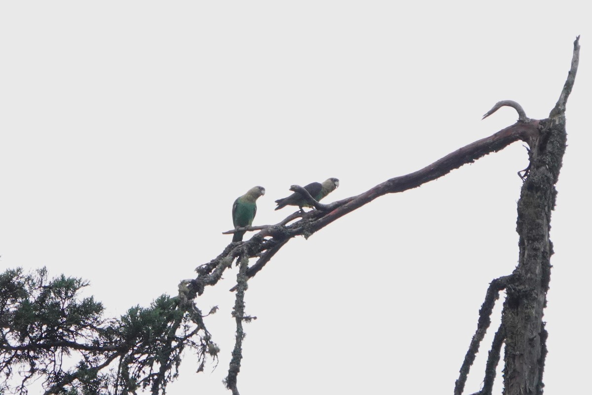 papoušek zelenobřichý - ML612584922