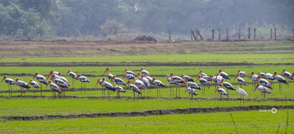 Painted Stork - ML612584999