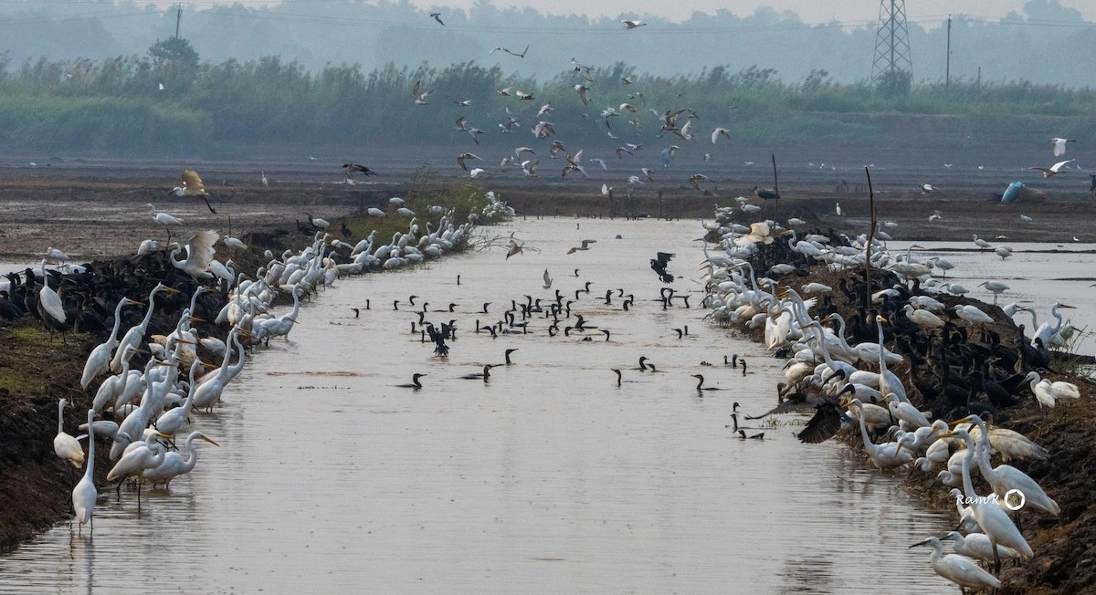 Indian Cormorant - ML612585001