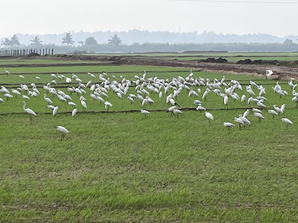 コサギ - ML612585011