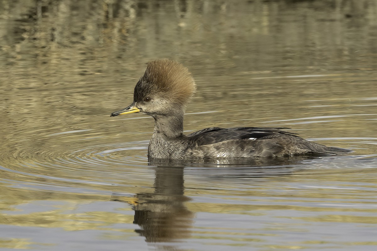 Hooded Merganser - ML612585042