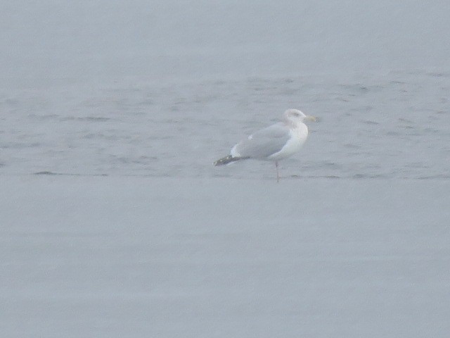 Herring Gull - ML612585084