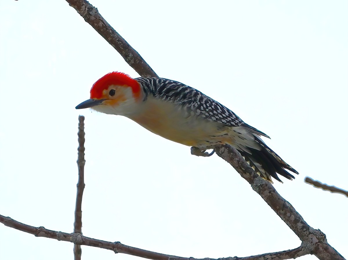 Red-bellied Woodpecker - ML612585164