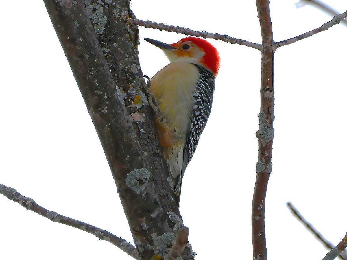 Red-bellied Woodpecker - ML612585186