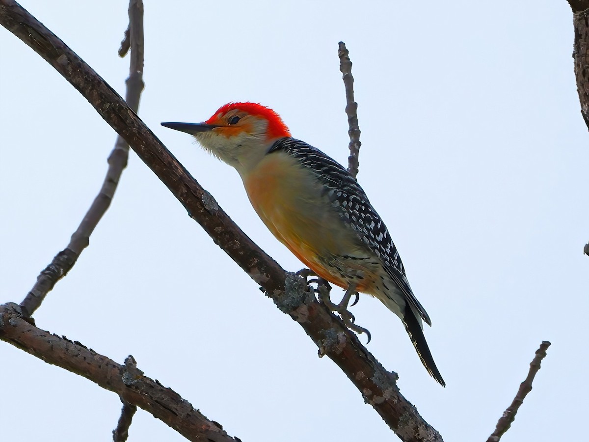Red-bellied Woodpecker - ML612585199