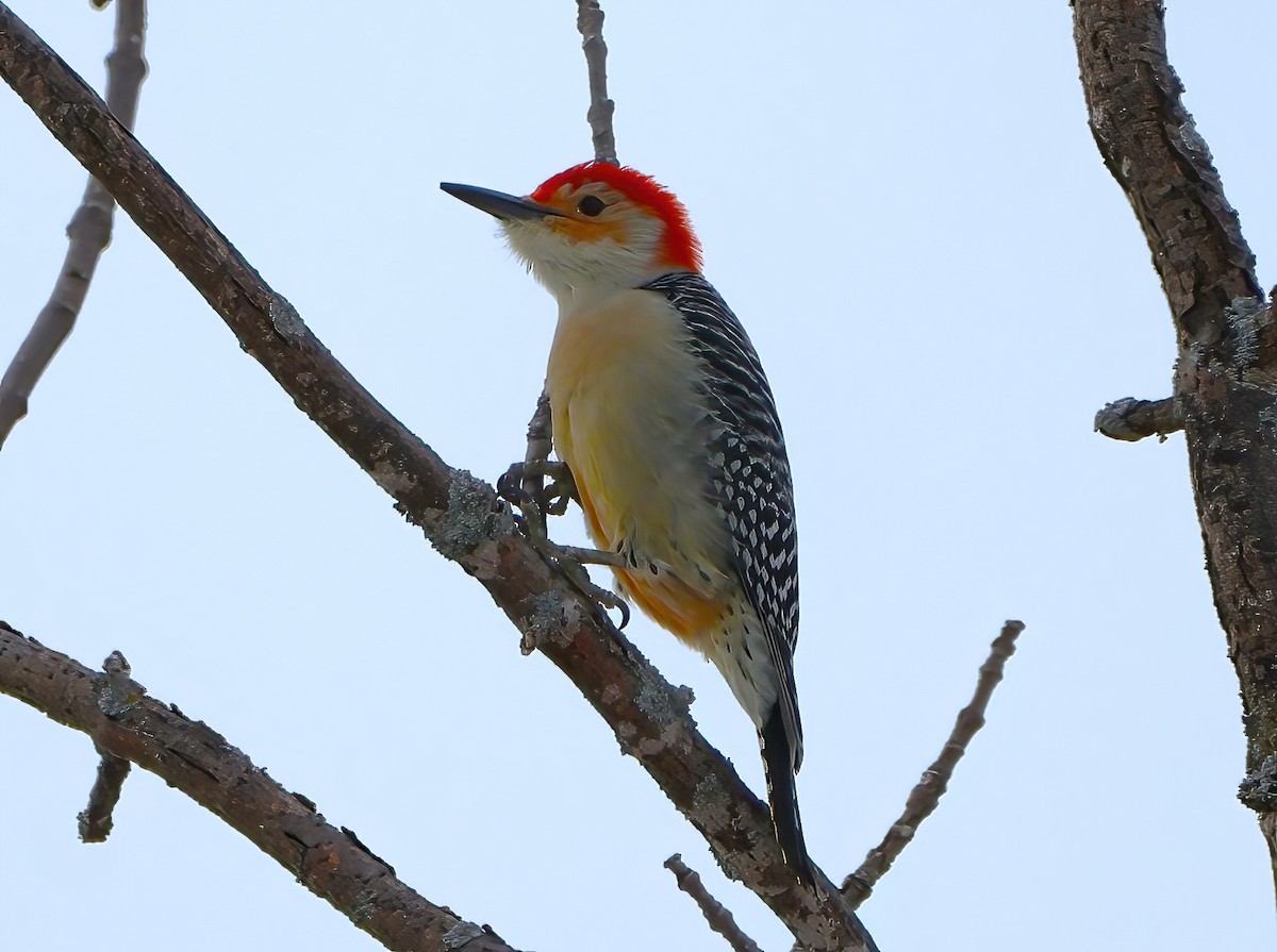 Red-bellied Woodpecker - ML612585204