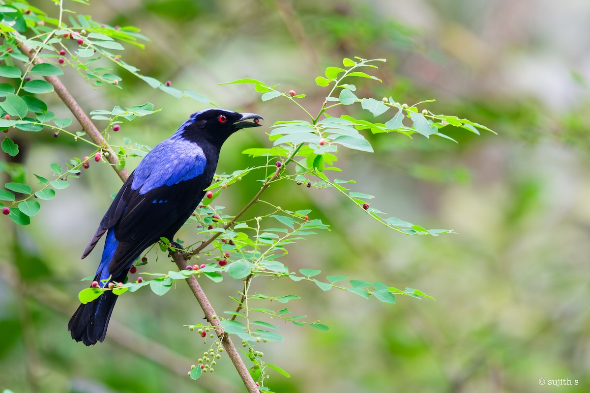 Asian Fairy-bluebird - Sujith S