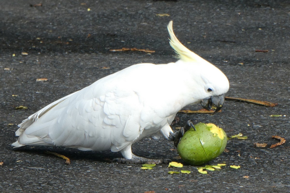 Sulphur-crested Cockatoo - Barbara & Brian O'Connor