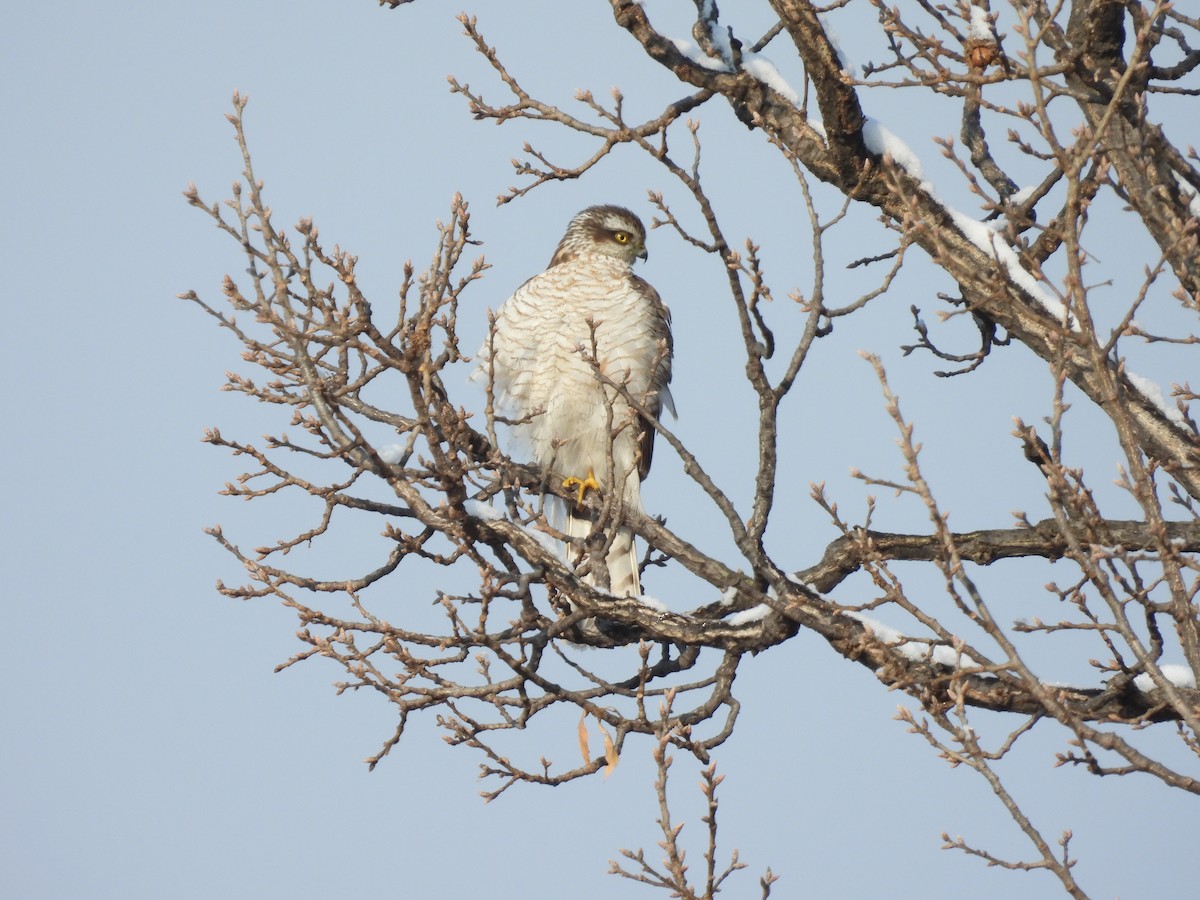 Eurasian Sparrowhawk - ML612585357