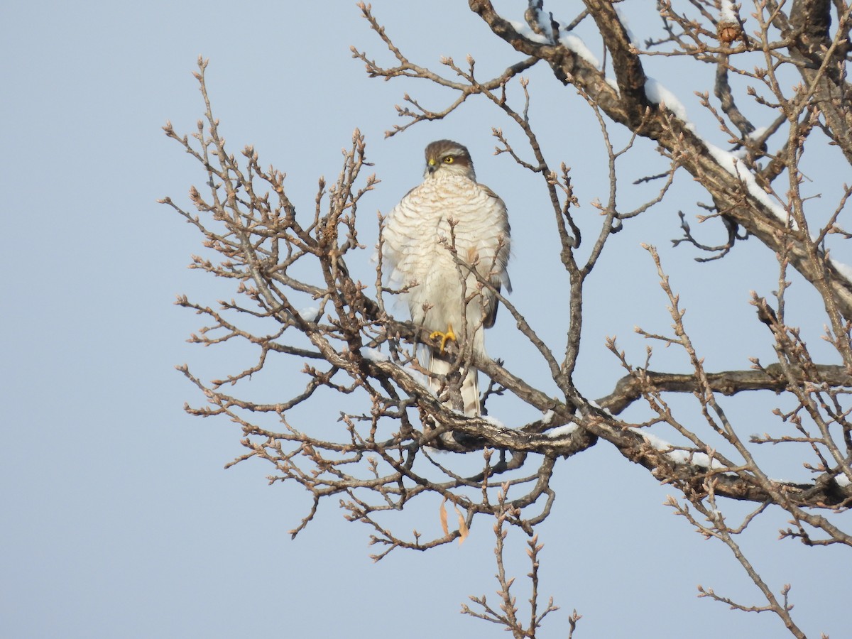 Eurasian Sparrowhawk - ML612585358