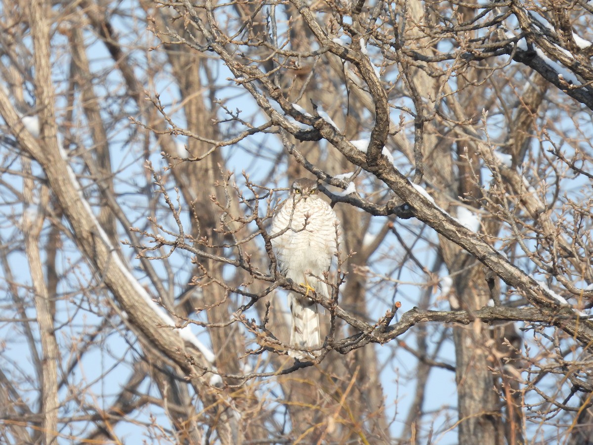 Eurasian Sparrowhawk - ML612585362