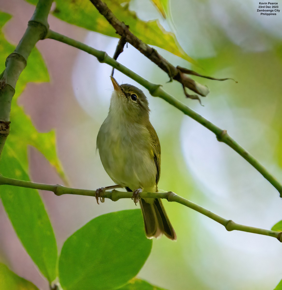 Philippine Leaf Warbler - ML612585477