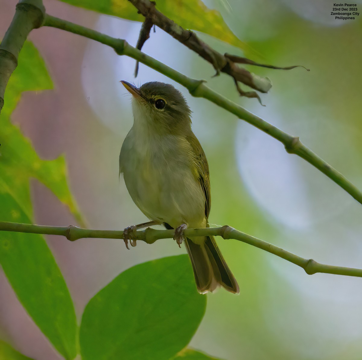 Philippine Leaf Warbler - ML612585479