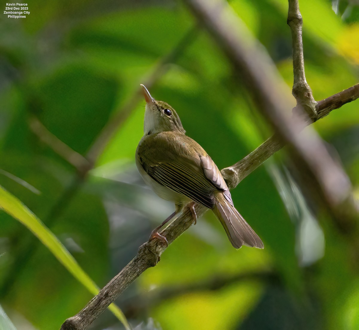 Philippine Leaf Warbler - Kevin Pearce