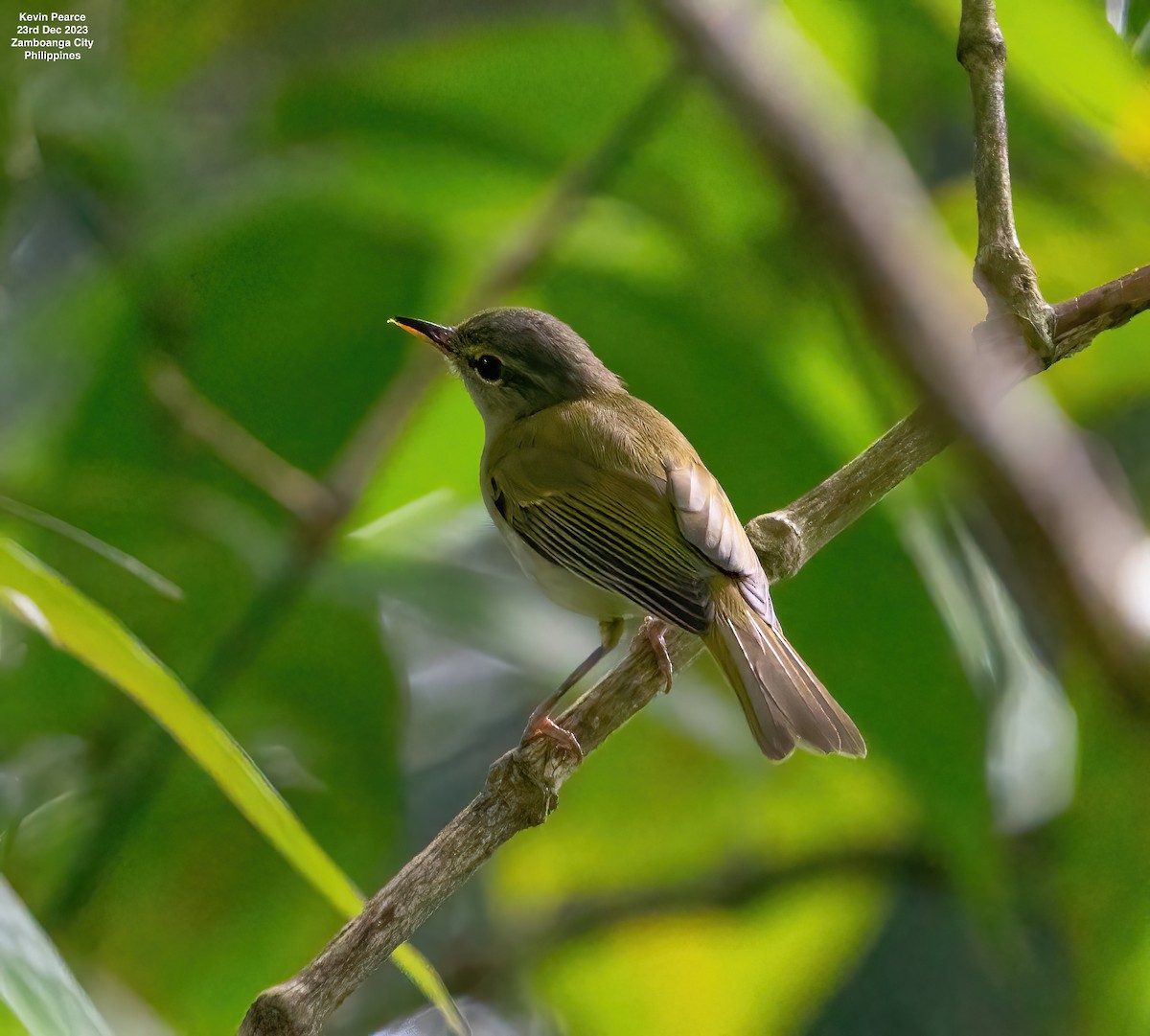 Philippine Leaf Warbler - ML612585484