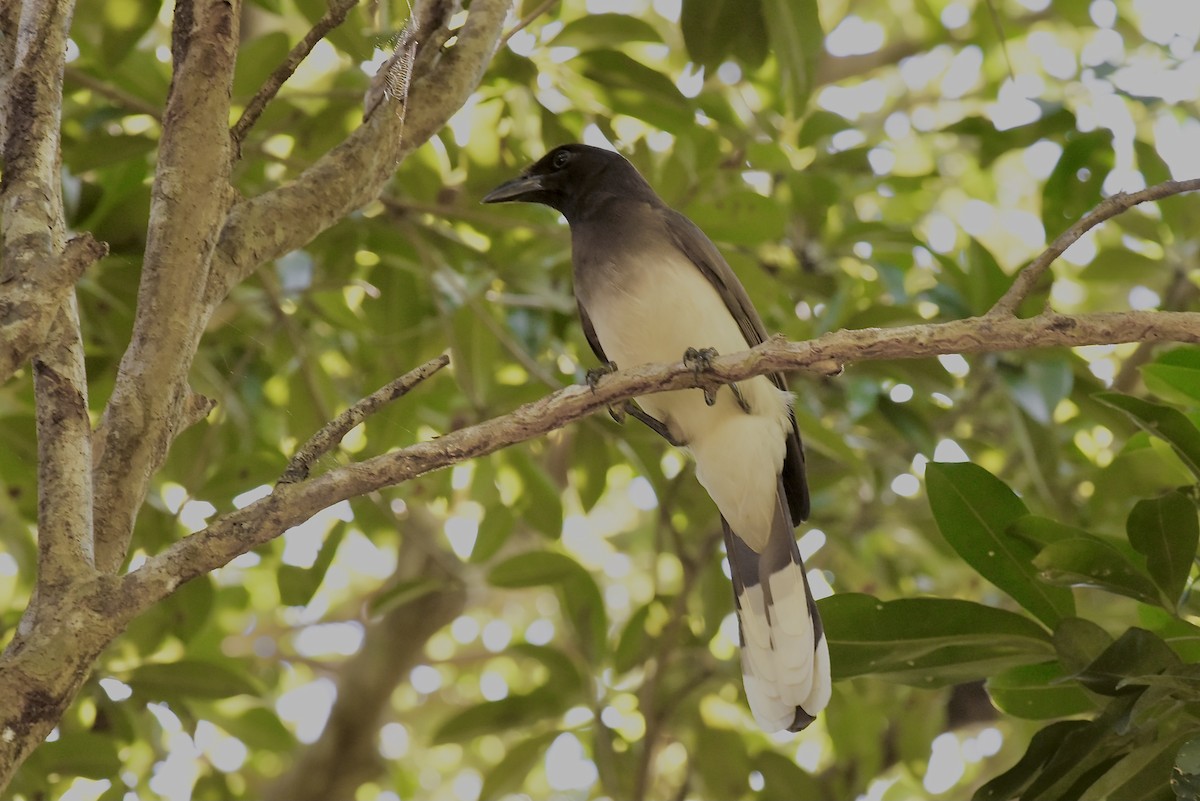 Brown Jay - ML612585520