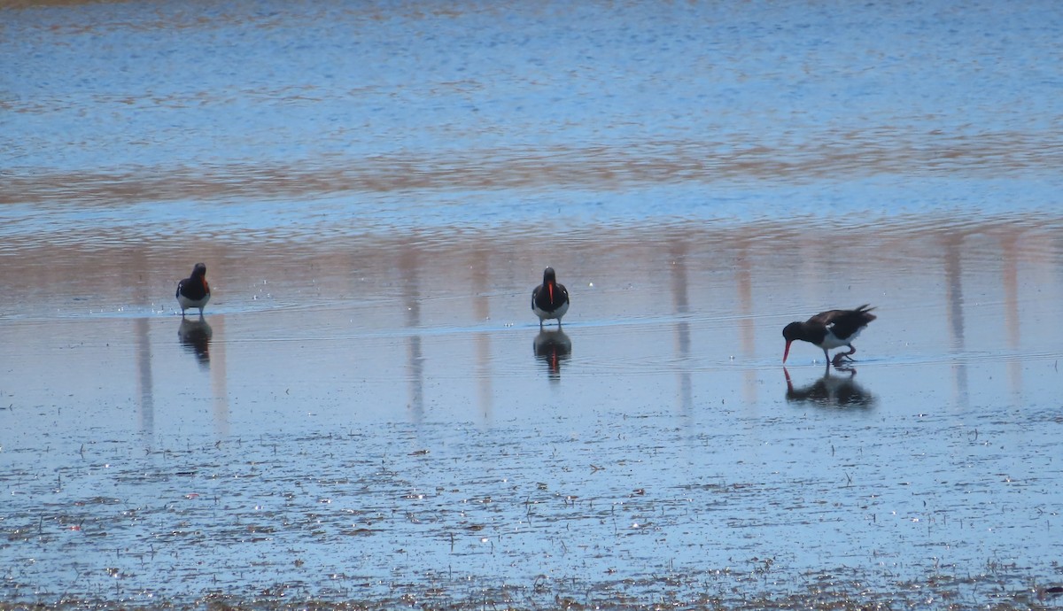 Pied Oystercatcher - ML612585529