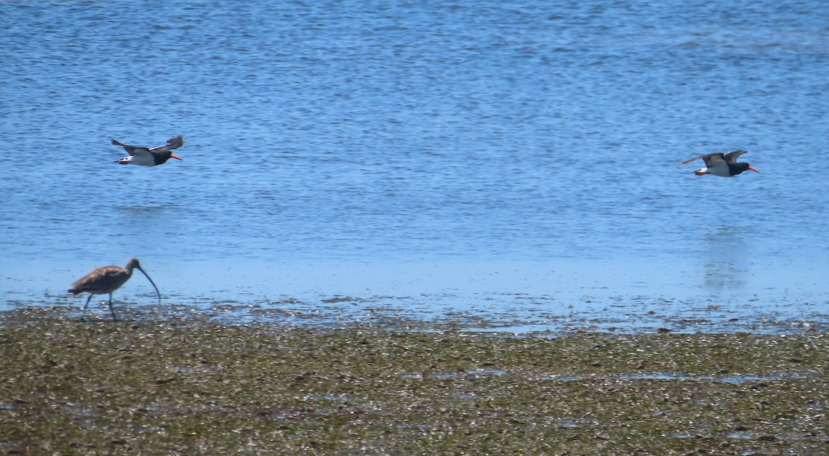 Pied Oystercatcher - ML612585530